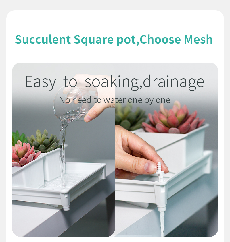 Meshpot Succulent Pot Set Cact - огляд і ціна Echeveria Succulent