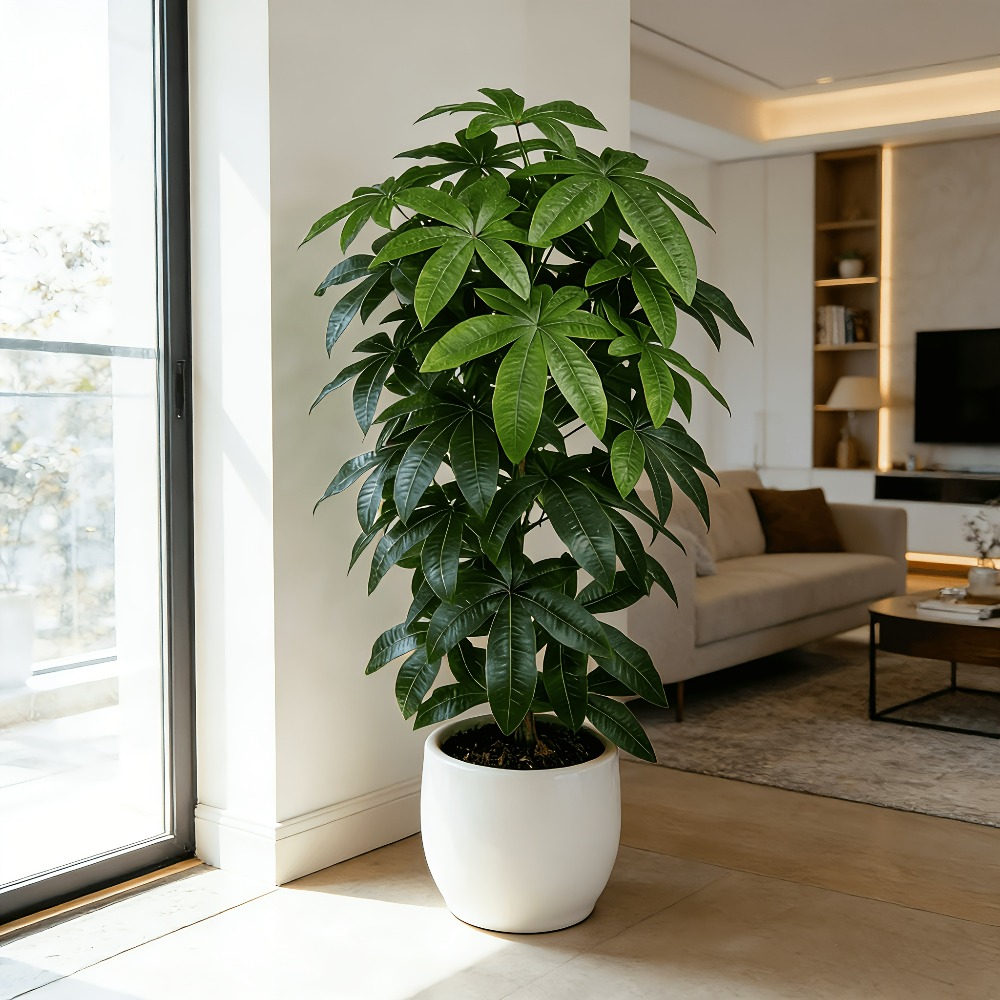 An Artificial Money Tree Pachi - огляд і ціна Ficus Lyrata Tree